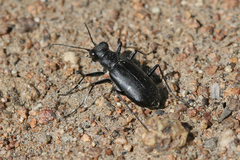 Cicindela plutonica