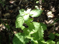 Hesperocnide tenella