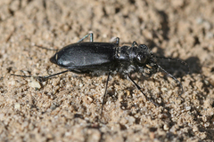 Cicindela plutonica