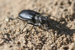 Cicindela plutonica