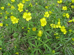Ranunculus monophyllus