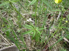 Ranunculus monophyllus
