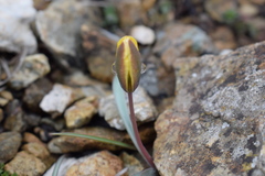 Tulipa uniflora