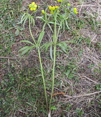 Ranunculus monophyllus