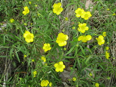 Ranunculus monophyllus