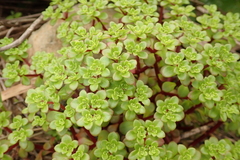 Sedum formosanum