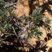 Astragalus bethlehemiticus - Photo 由 Ron Frumkin 所上傳的 (c) Ron Frumkin，保留部份權利CC BY-NC