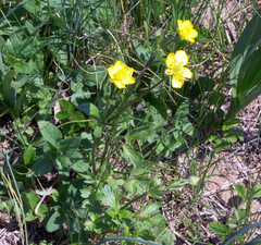 Ranunculus repens