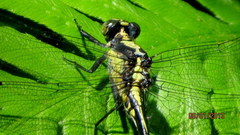 Octogomphus specularis