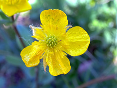 Ranunculus repens