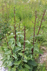 Scrophularia auriculata
