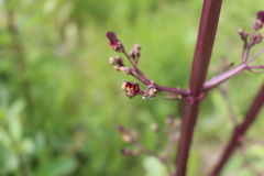 Scrophularia auriculata