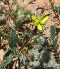 Helianthemum ledifolium