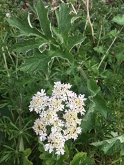 Heracleum sphondylium sphondylium