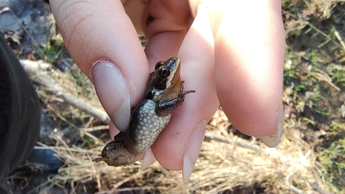 Western Chorus Frog