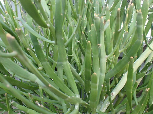 Milk-bush (Euphorbia xylophylloides)