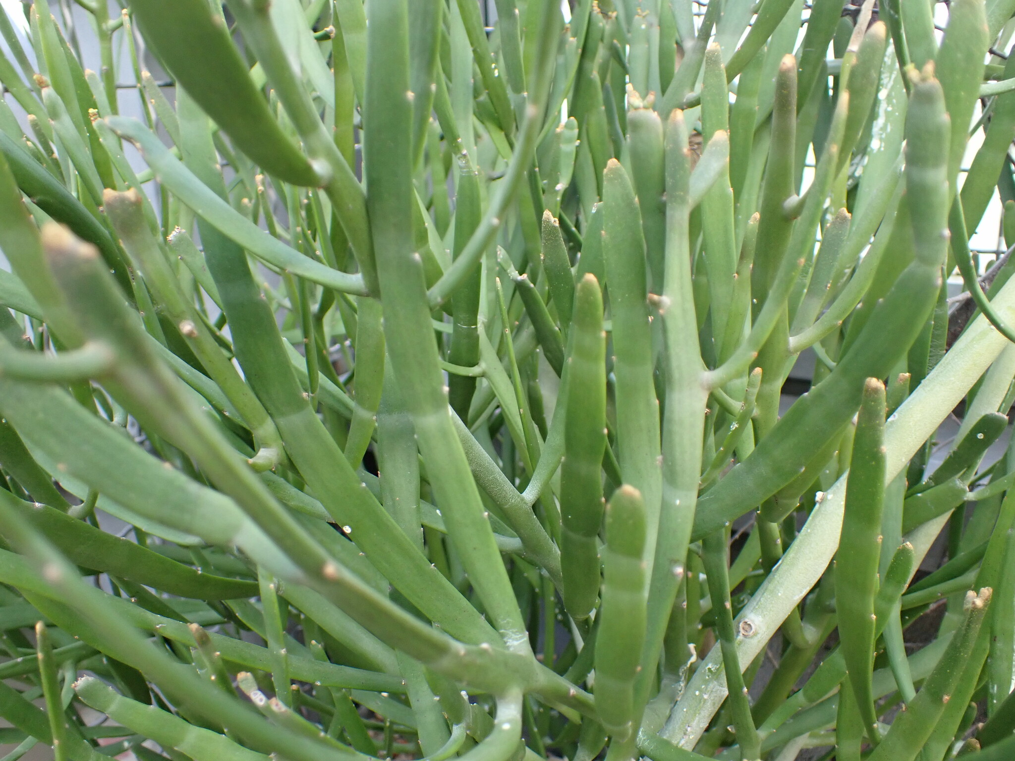 Euphorbia xylophylloides