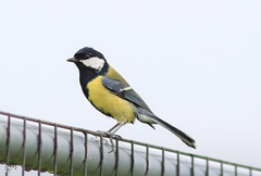 Parus major