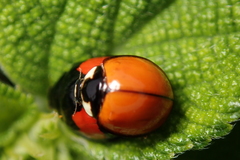 Coelophora biplagiata