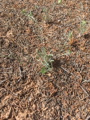 Physaria rectipes