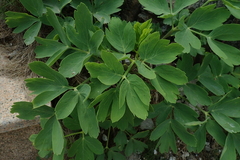 Peucedanum japonicum