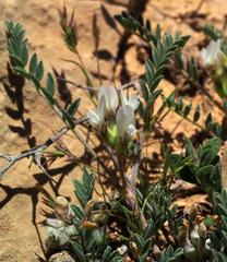 Astragalus asterias
