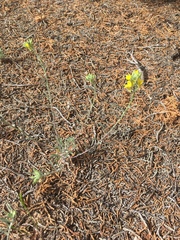 Physaria rectipes