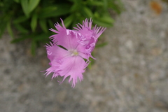 Dianthus longicalyx