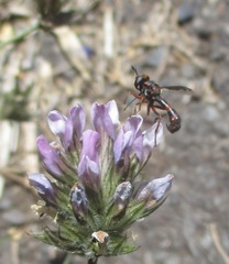 Physocephala biguttata
