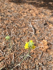 Physaria rectipes