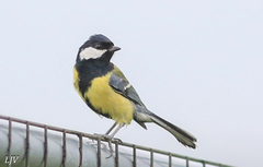 Parus major