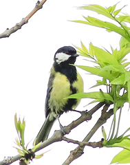 Parus major