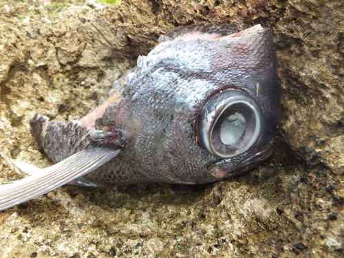 Brilliant pomfret (Eumegistus illustris) — Bramidae — 4