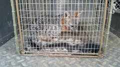 Urocyon cinereoargenteus