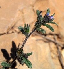 Buglossoides tenuiflora