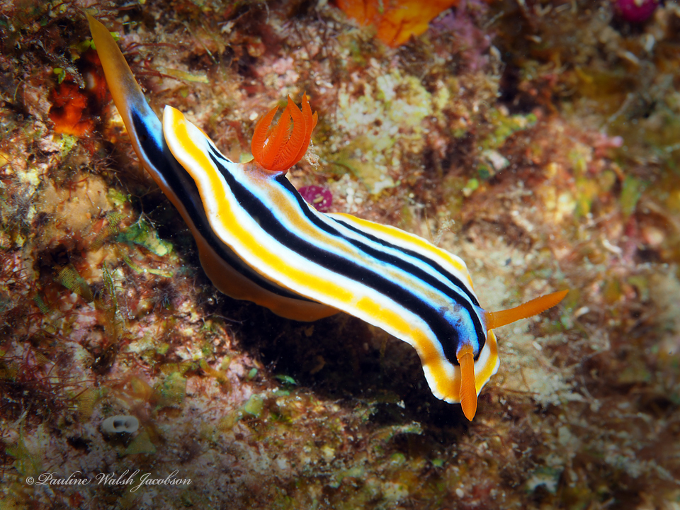 Chromodoris colemani