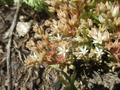 Crassula campestris