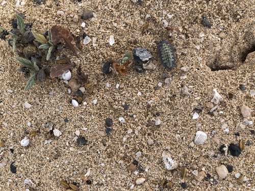 Porcellio spinipes