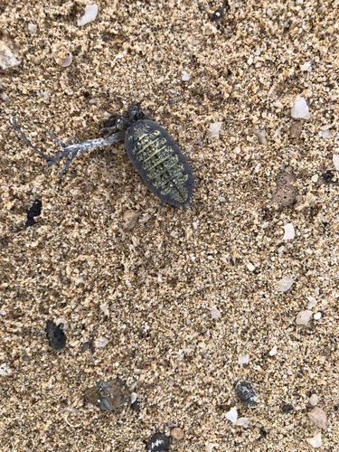 Porcellio spinipes