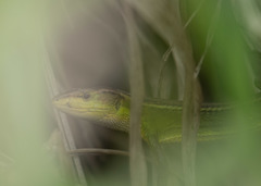 Takydromus septentrionalis