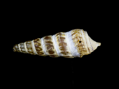Zeacumantus lutulentus