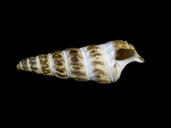 Zeacumantus lutulentus