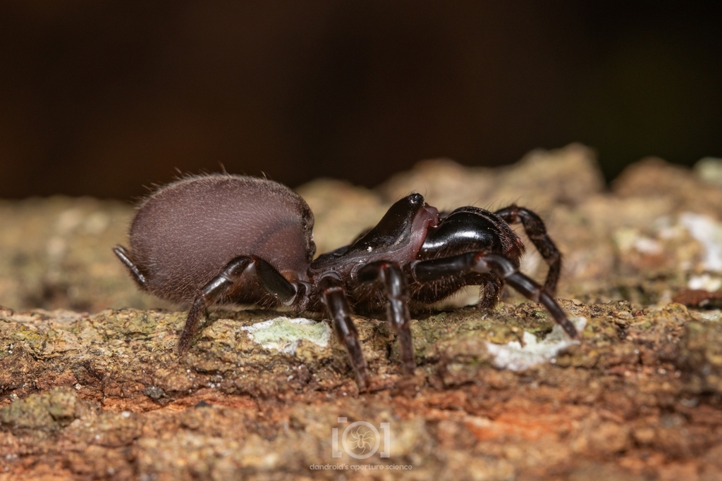 Red-legged Purseweb Spider