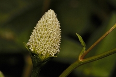 Acmella radicans