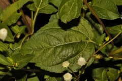 Acmella radicans