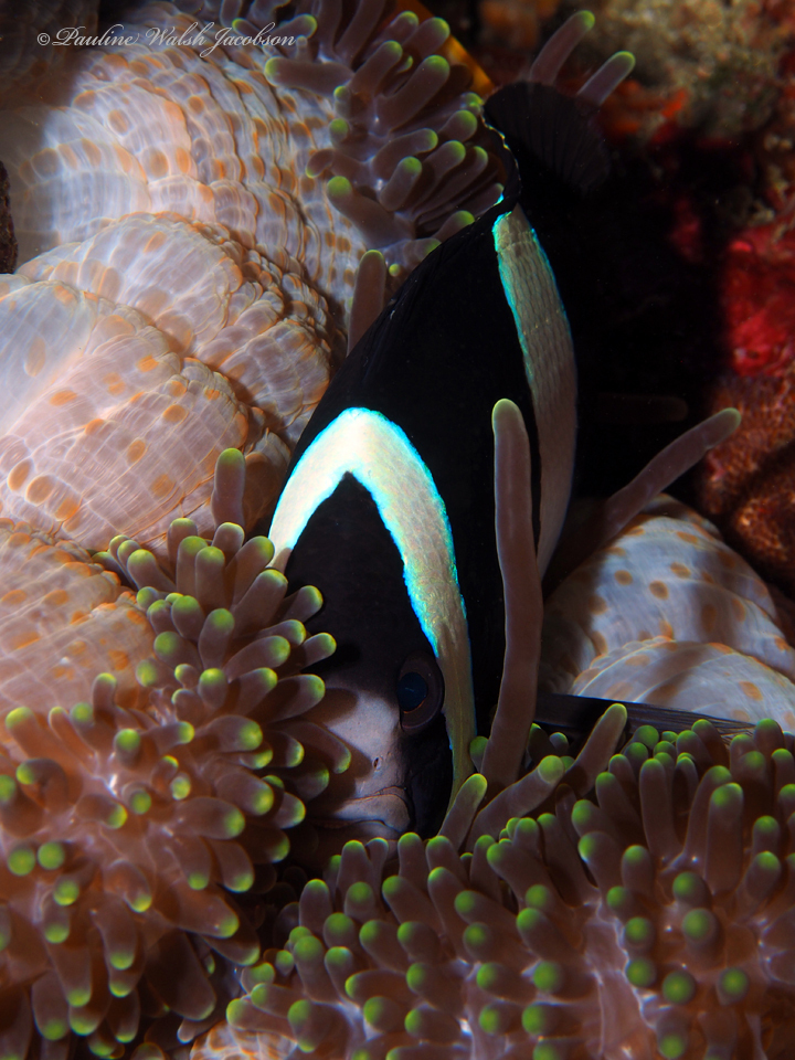 Yellowtail clownfish