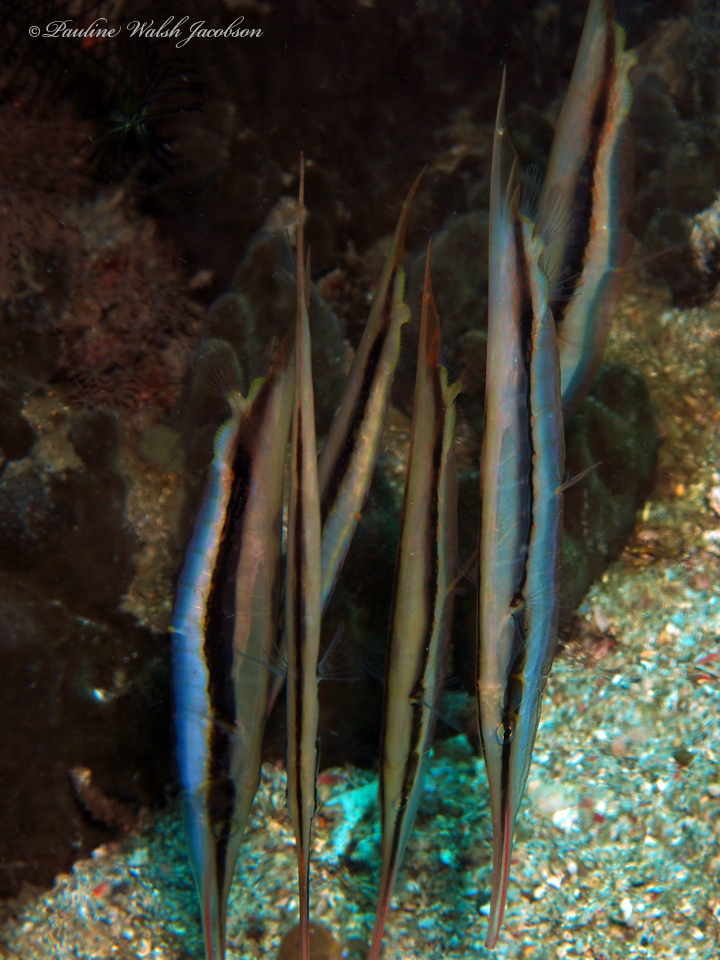 Razorfish