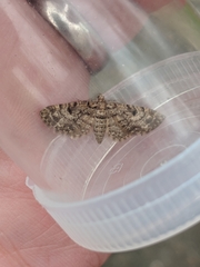 Eupithecia tantillaria