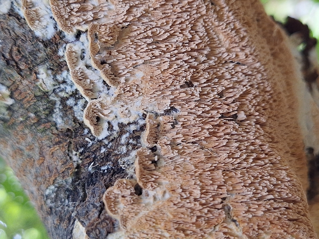 Irpex lacteus · February 2024 · photo: © rocio_pose (iNaturalist, cc-by)