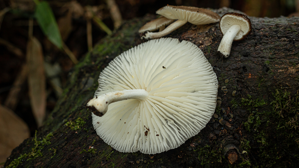 Oudemansiella cubensis · February 2021 · photo: © deniszabin (iNaturalist, cc-by)